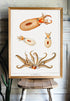 octopus marine illustration